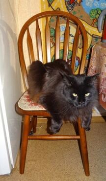 Стул обеденный 853 S (Дуб в красноту) фото покупателя №2